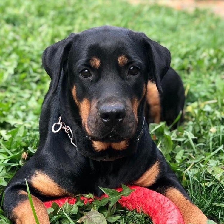 16 Amazing Facts About Rottweilers You Probably Never Knew 11