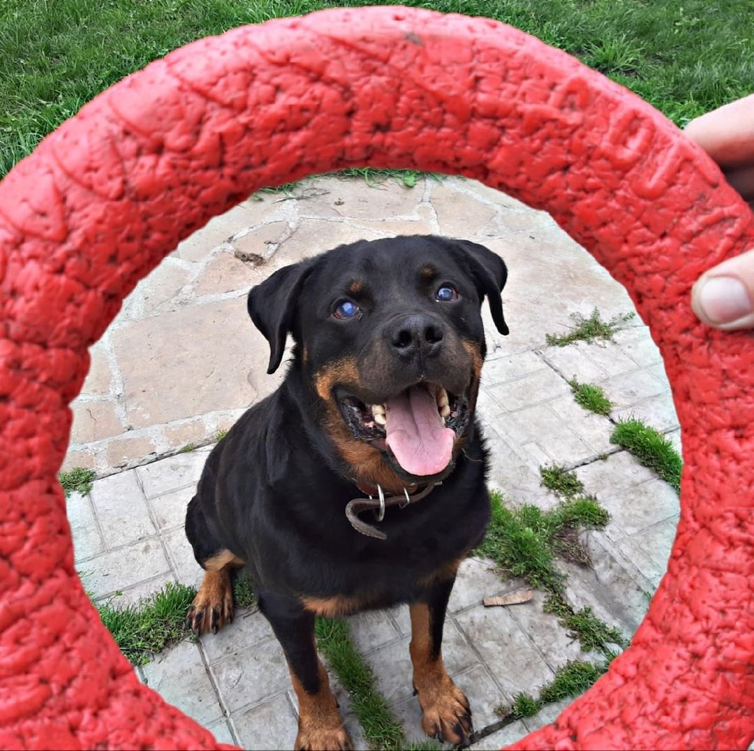 16 Amazing Facts About Rottweilers You Probably Never Knew 9