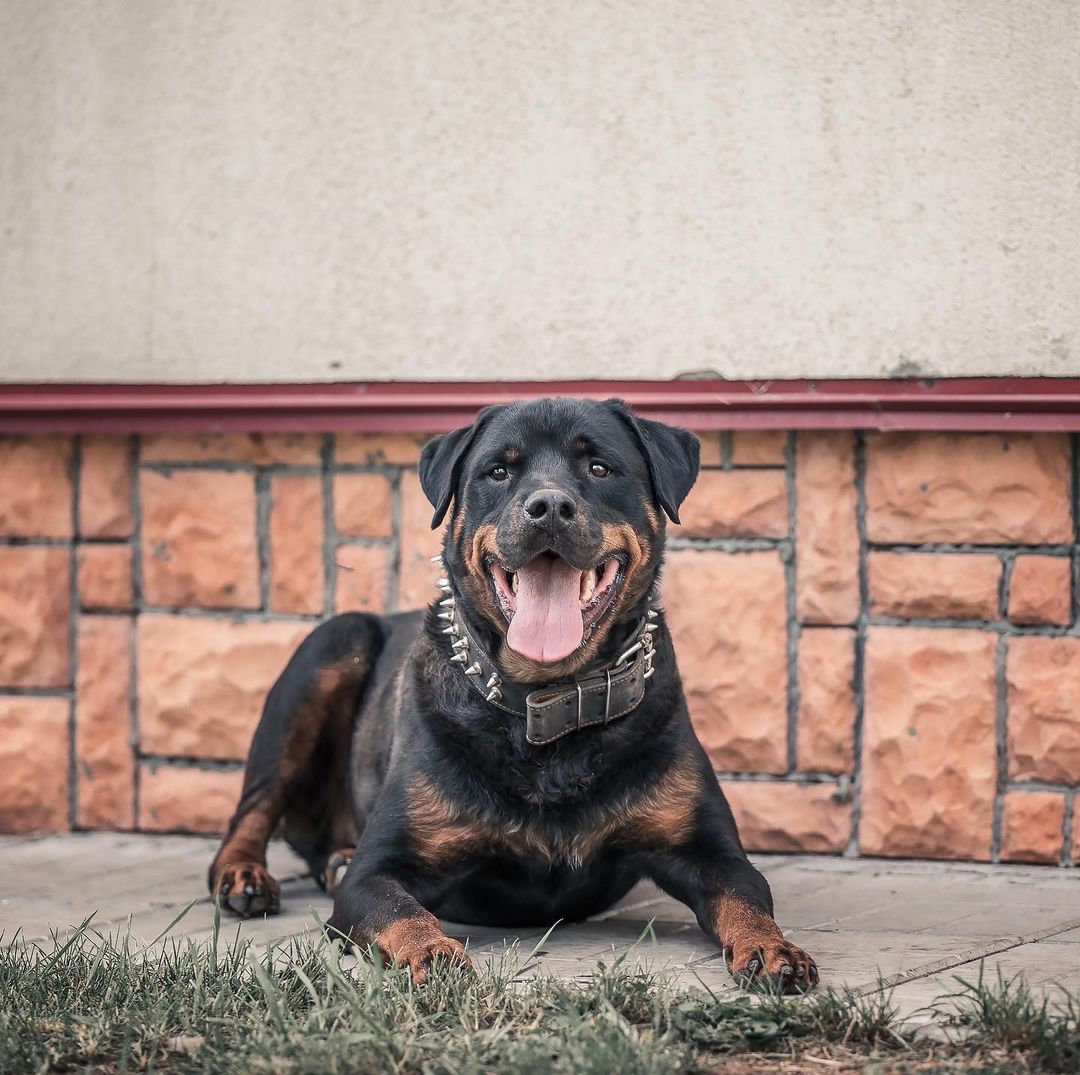 16 Amazing Facts About Rottweilers You Probably Never Knew 10