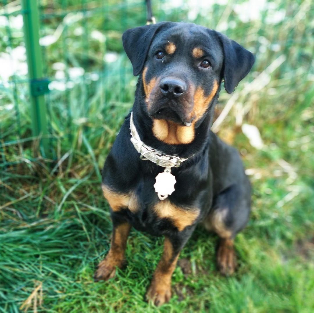 16 Amazing Facts About Rottweilers You Probably Never Knew 11