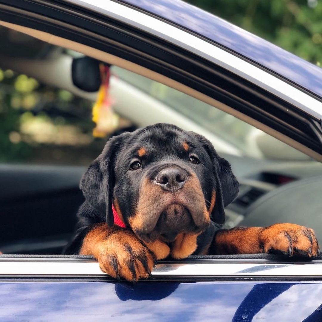 15 Interesting Facts About Rottweilers 9