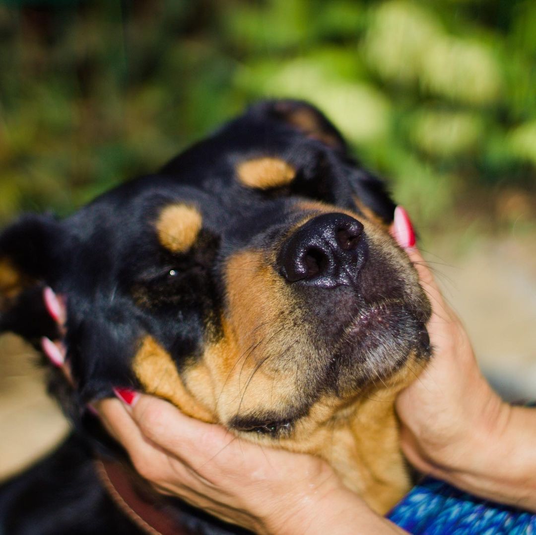 16 Amazing Facts About Rottweilers You Probably Never Knew 9