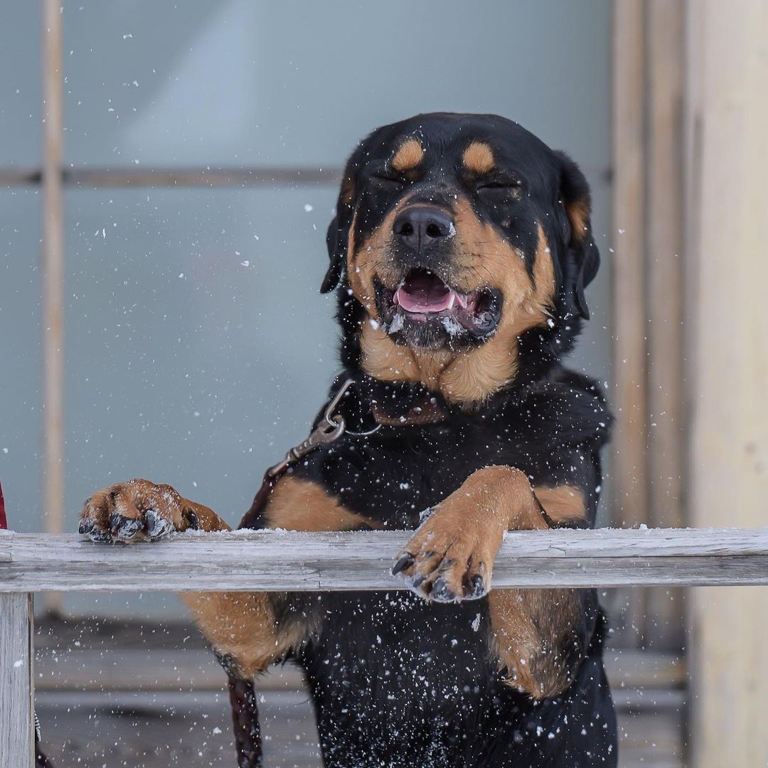 16 Amazing Facts About Rottweilers You Probably Never Knew 10