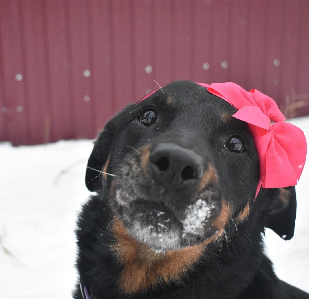 16 Amazing Facts About Rottweilers You Probably Never Knew 11