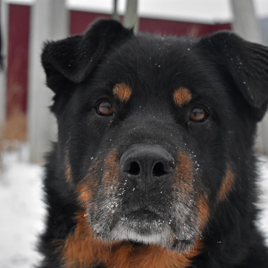 16 Amazing Facts About Rottweilers You Probably Never Knew 9