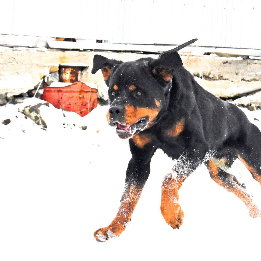 16 Amazing Facts About Rottweilers You Probably Never Knew 10