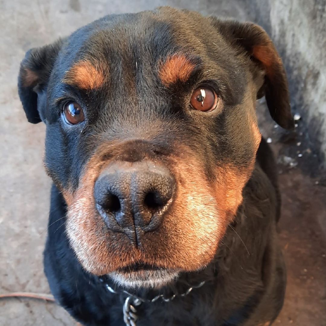 16 Amazing Facts About Rottweilers You Probably Never Knew 11
