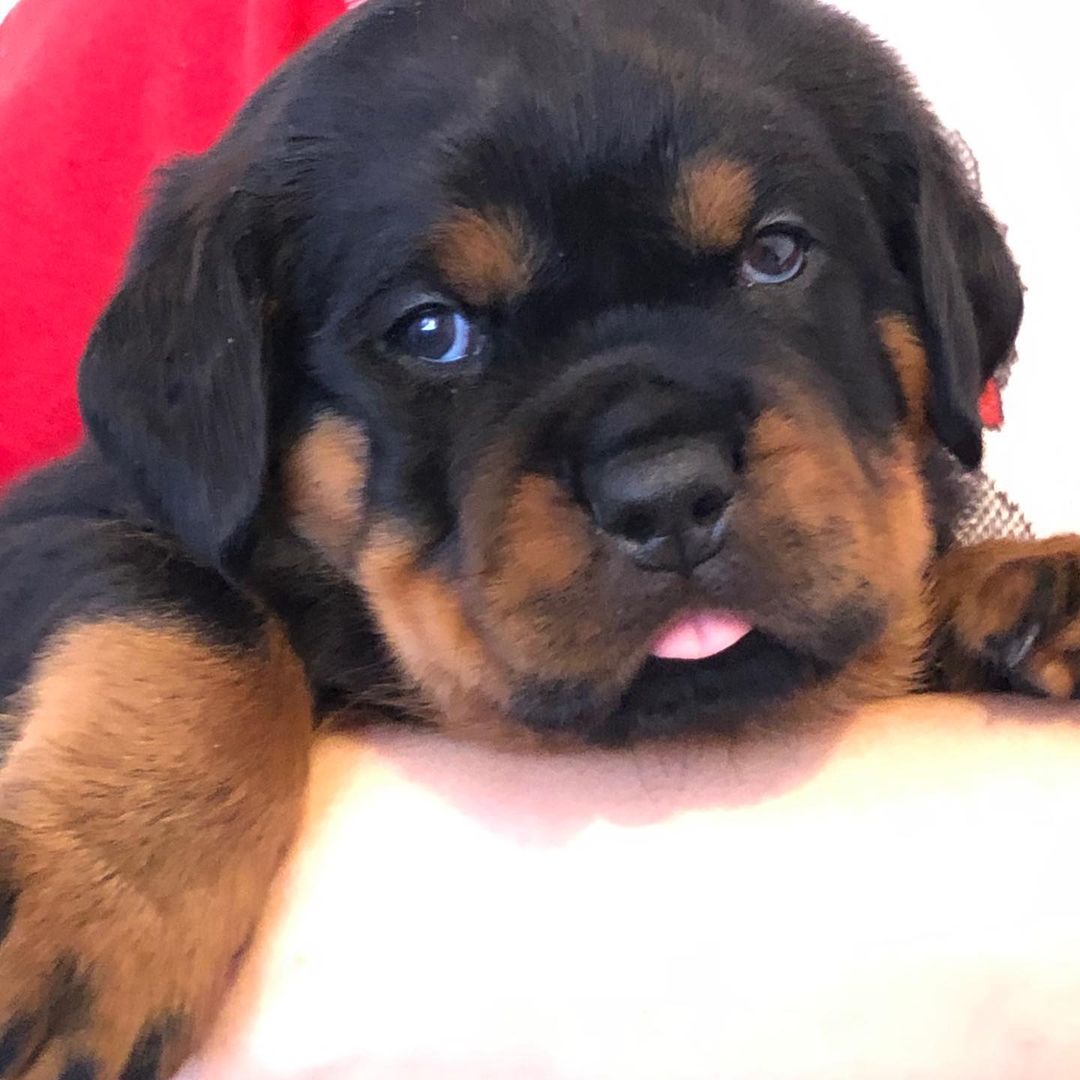 16 Amazing Facts About Rottweilers You Probably Never Knew 5
