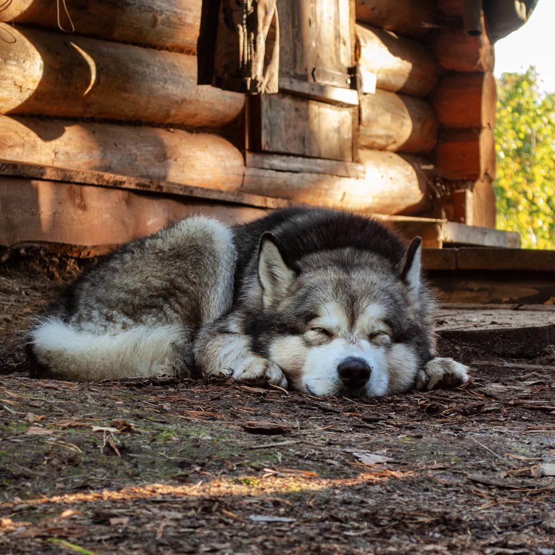 15 Interesting Facts About Alaskan Malamute Dogs 9