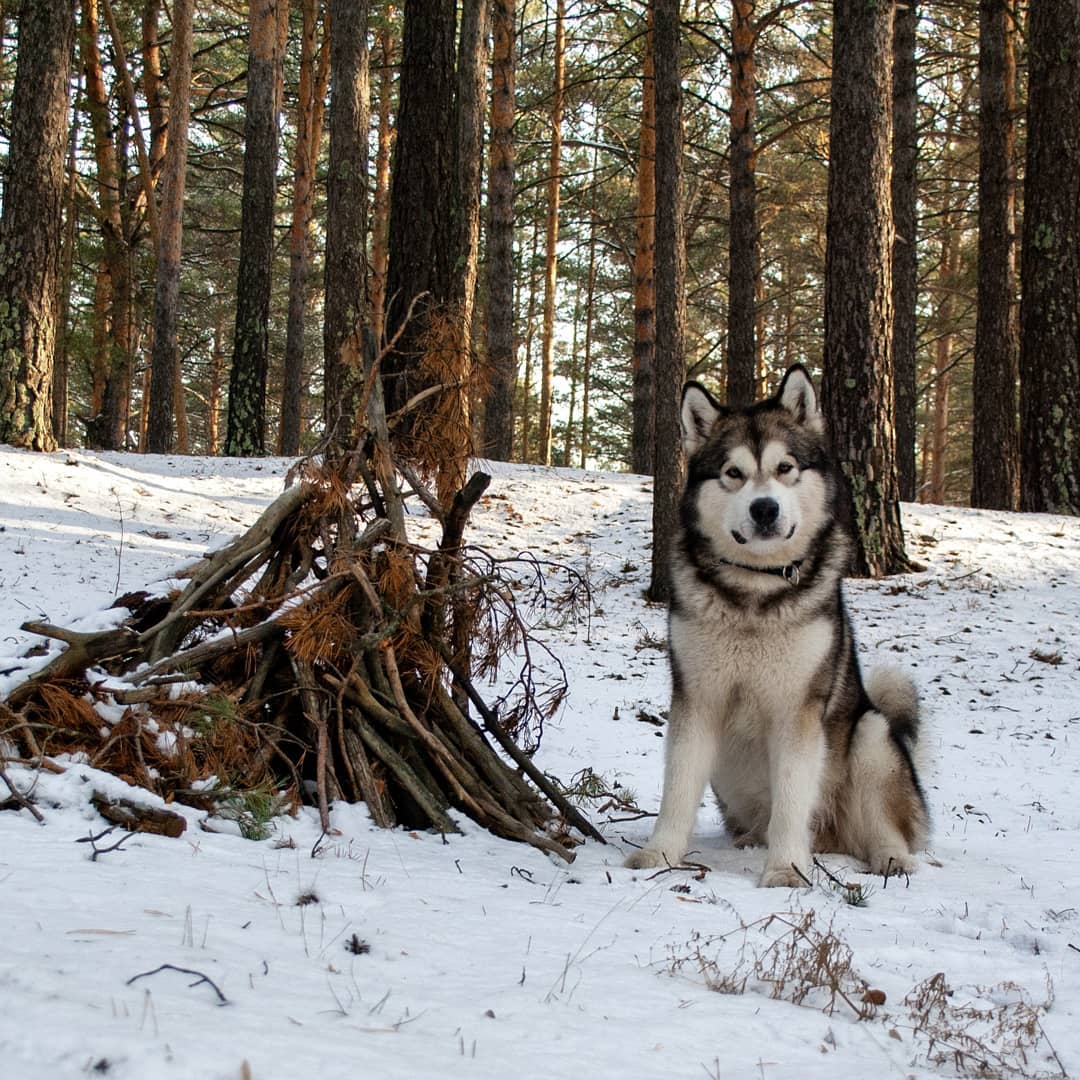 15 Interesting Facts About Alaskan Malamute Dogs 10