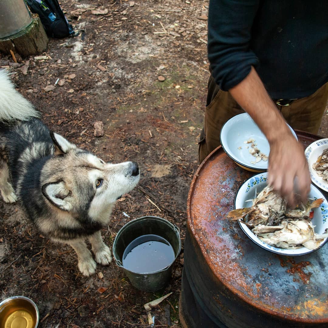 15 Interesting Facts About Alaskan Malamute Dogs 11