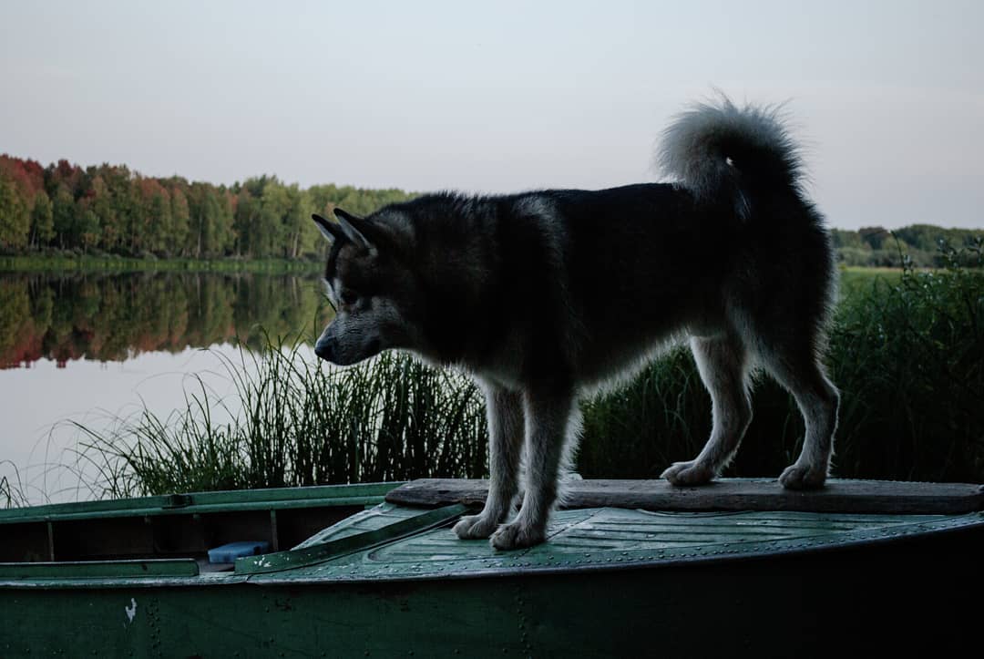 15 Interesting Facts About Alaskan Malamute Dogs 9
