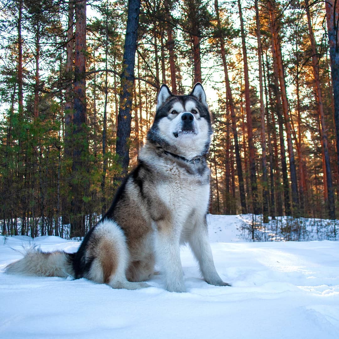 15 Interesting Facts About Alaskan Malamute Dogs 10