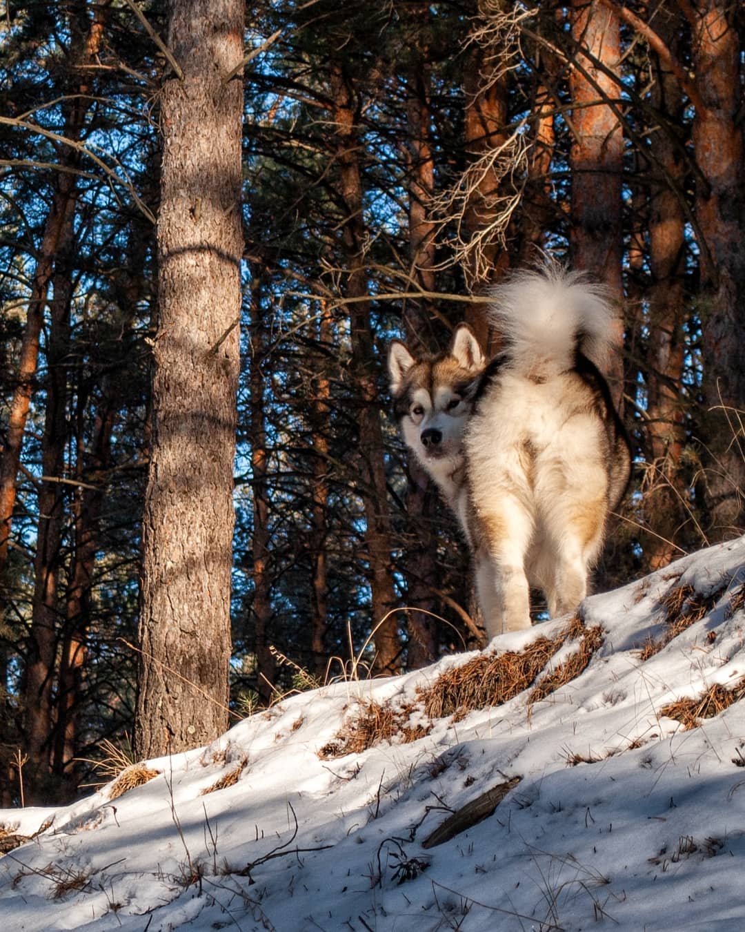 15 Interesting Facts About Alaskan Malamute Dogs 11