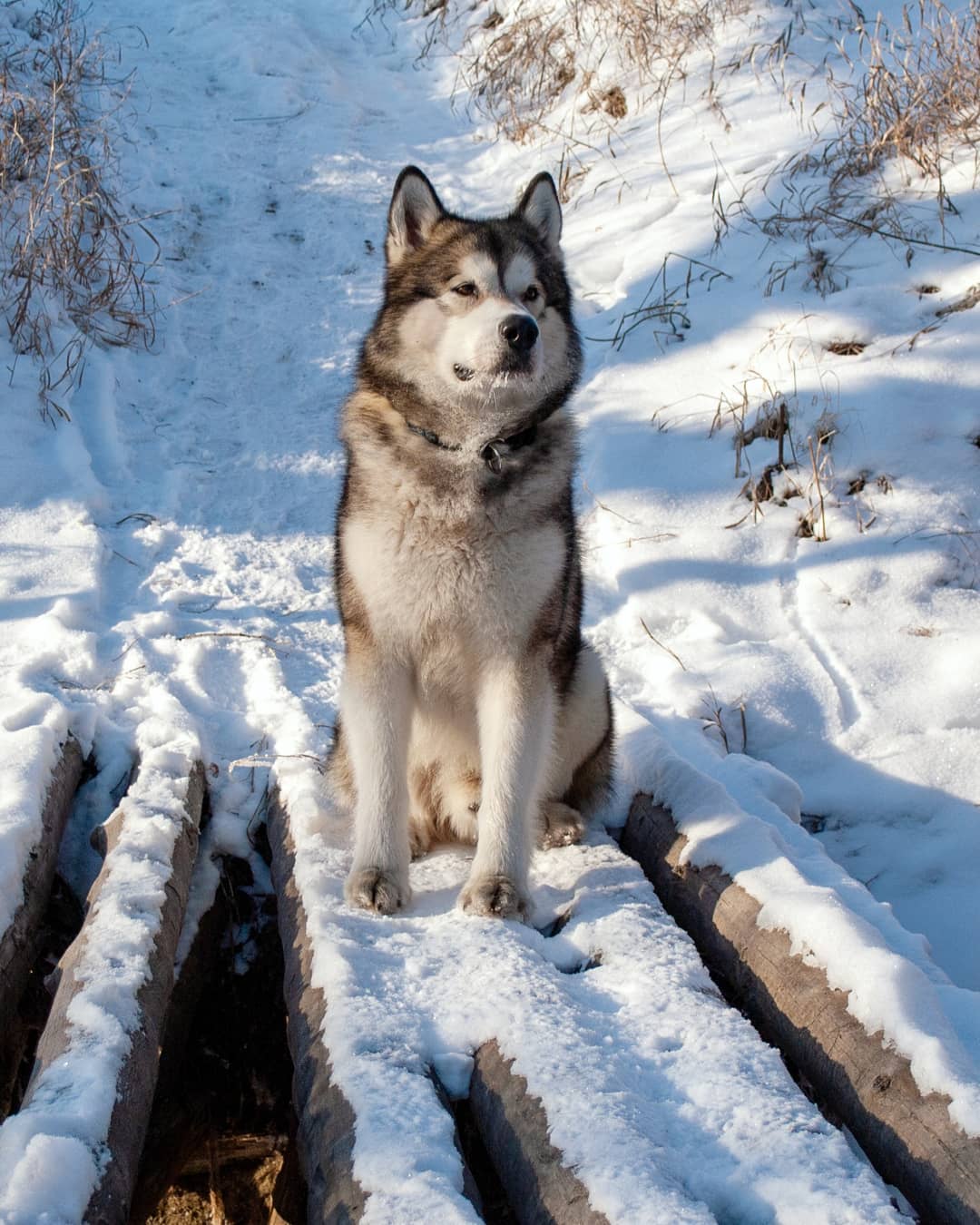 15 Interesting Facts About Alaskan Malamute Dogs 9