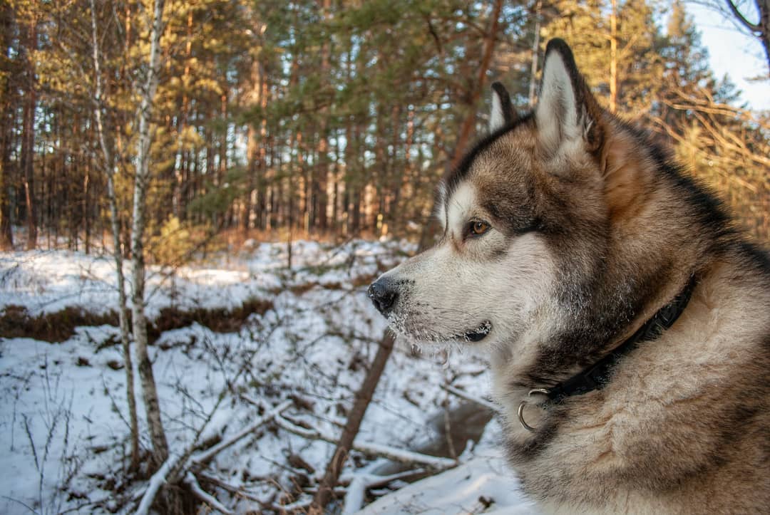 15 Interesting Facts About Alaskan Malamute Dogs 10
