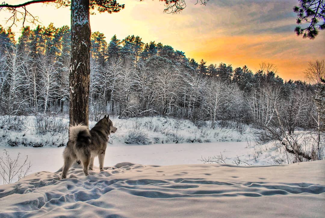 15 Interesting Facts About Alaskan Malamute Dogs 11