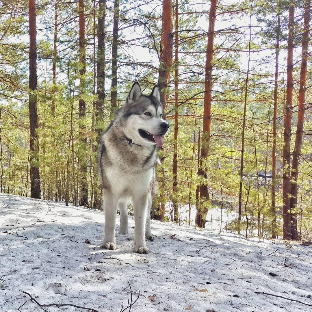 15 Interesting Facts About Alaskan Malamute Dogs 9