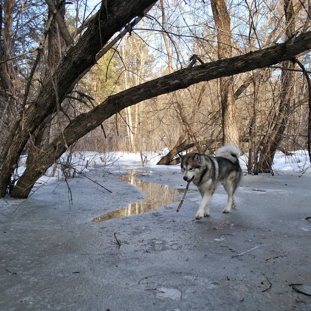 15 Interesting Facts About Alaskan Malamute Dogs 10