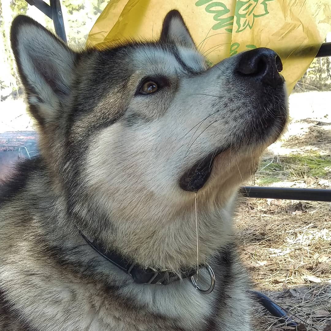 15 Interesting Facts About Alaskan Malamute Dogs 11