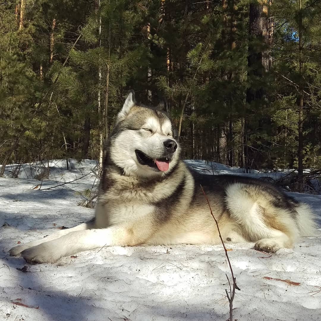16 Cool Facts About Alaskan Malamute Dogs 9