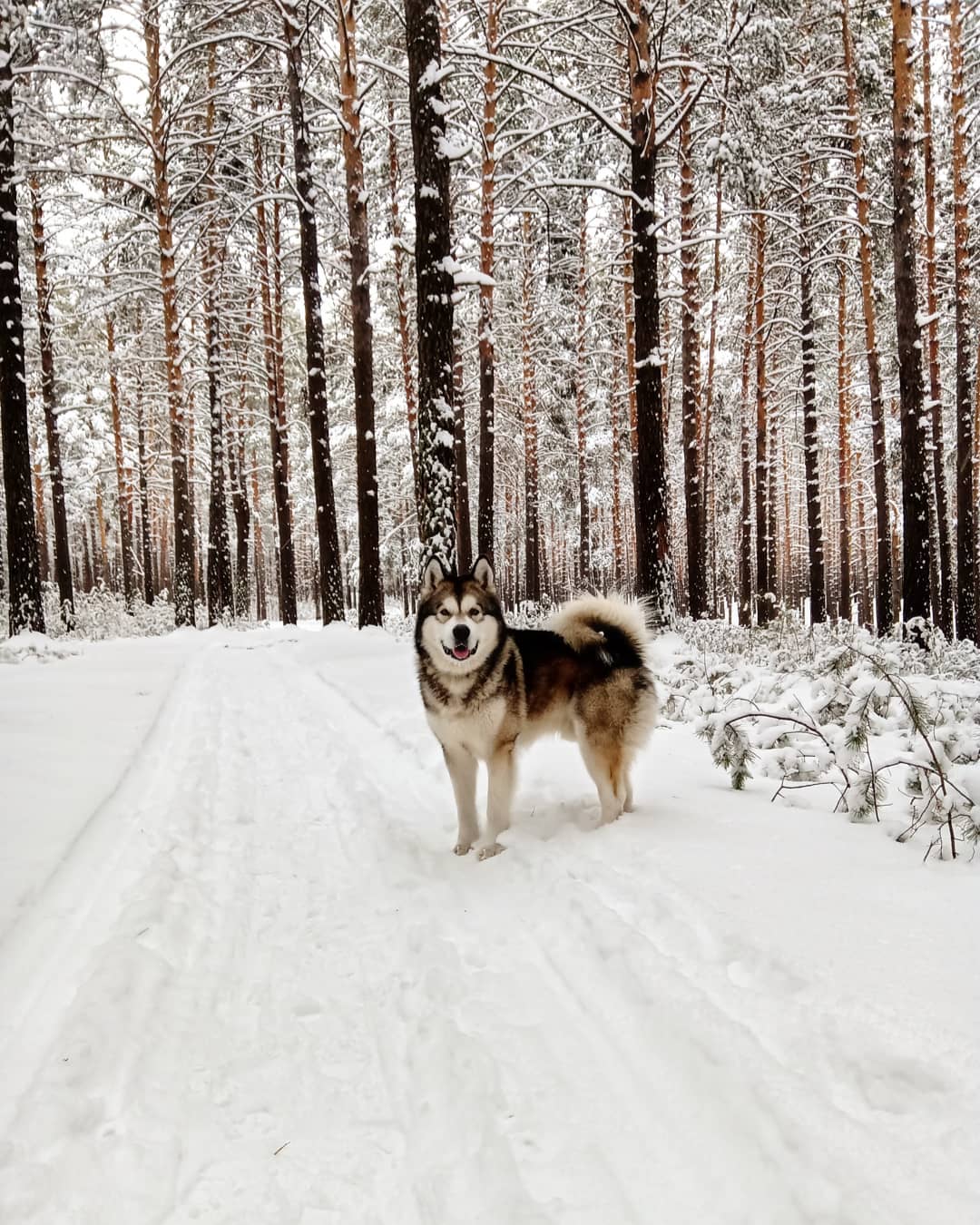 16 Cool Facts About Alaskan Malamute Dogs 10
