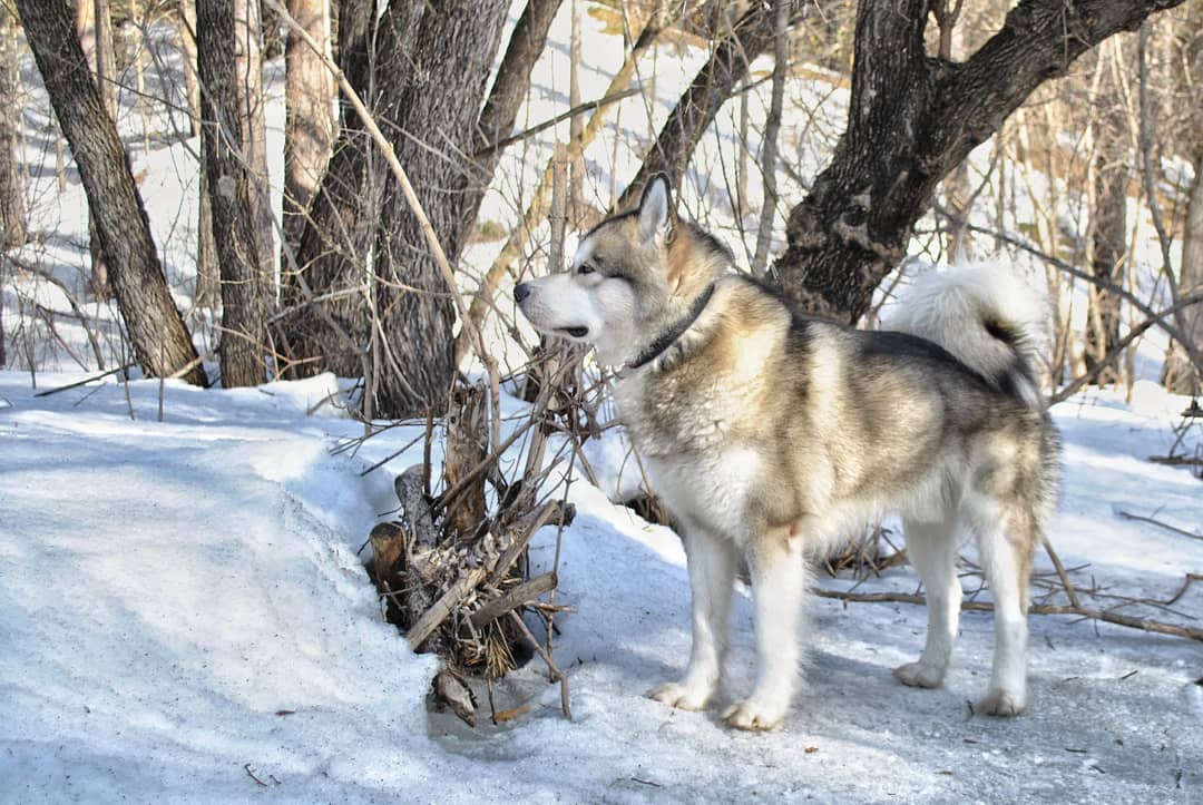 16 Cool Facts About Alaskan Malamute Dogs 11