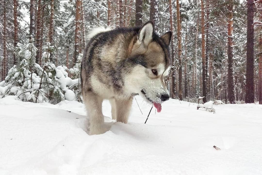 16 Cool Facts About Alaskan Malamute Dogs 9