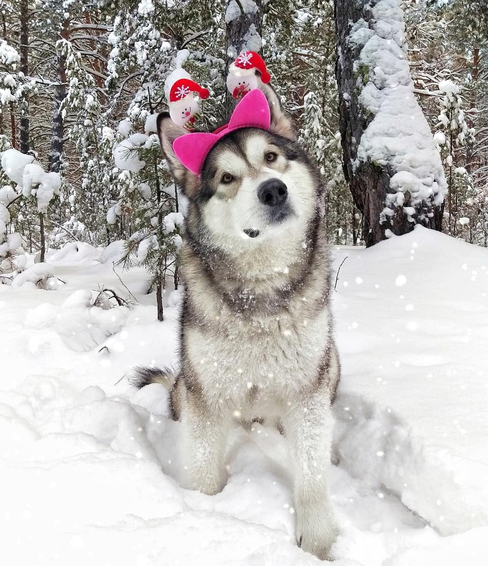 16 Cool Facts About Alaskan Malamute Dogs 10