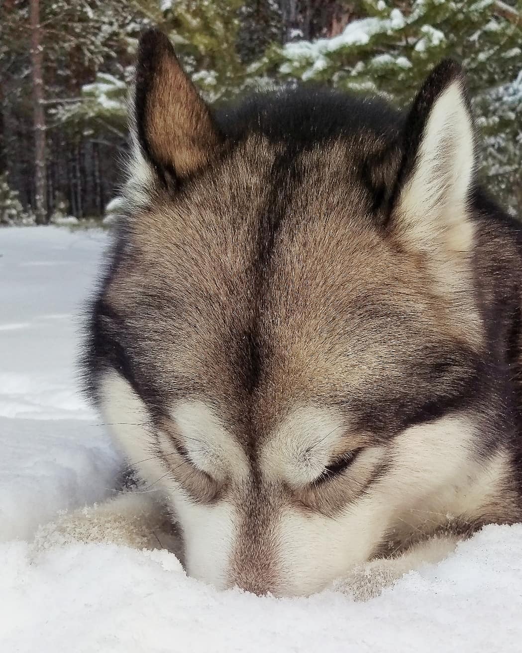 16 Cool Facts About Alaskan Malamute Dogs 11