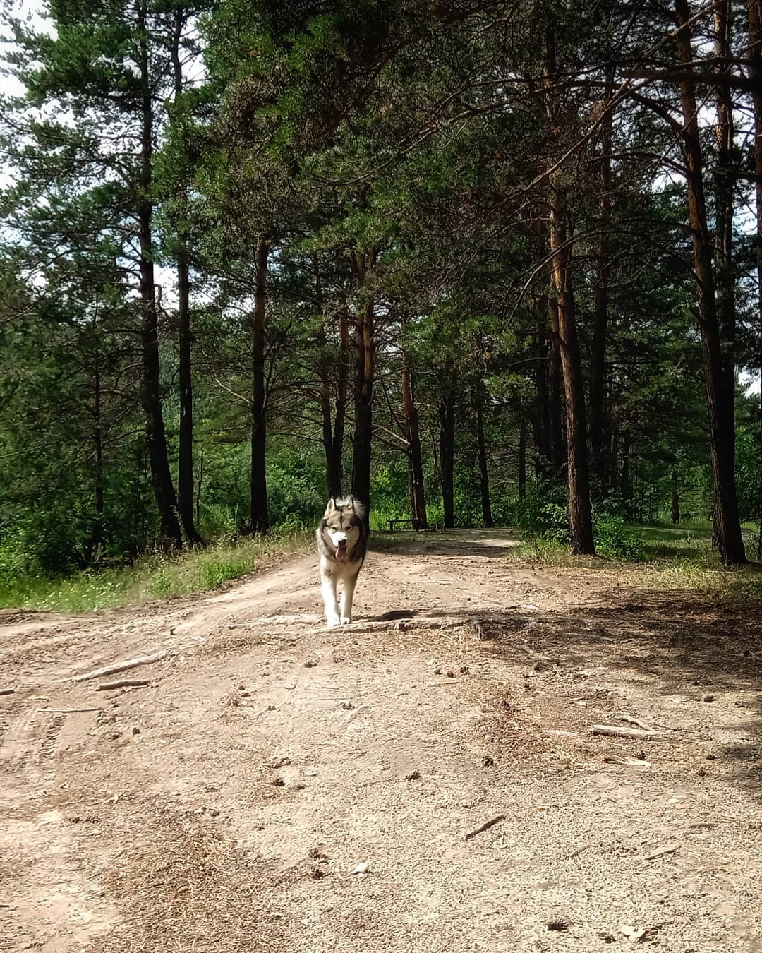 15 Amazing Facts About Alaskan Malamute Dogs You Probably Never Knew 9