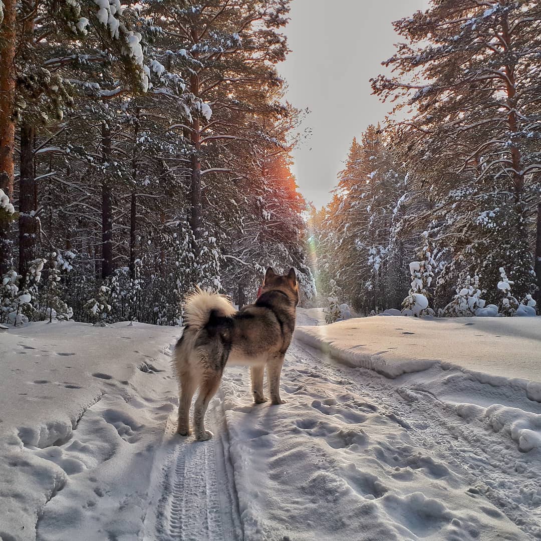 16 Cool Facts About Alaskan Malamute Dogs 9