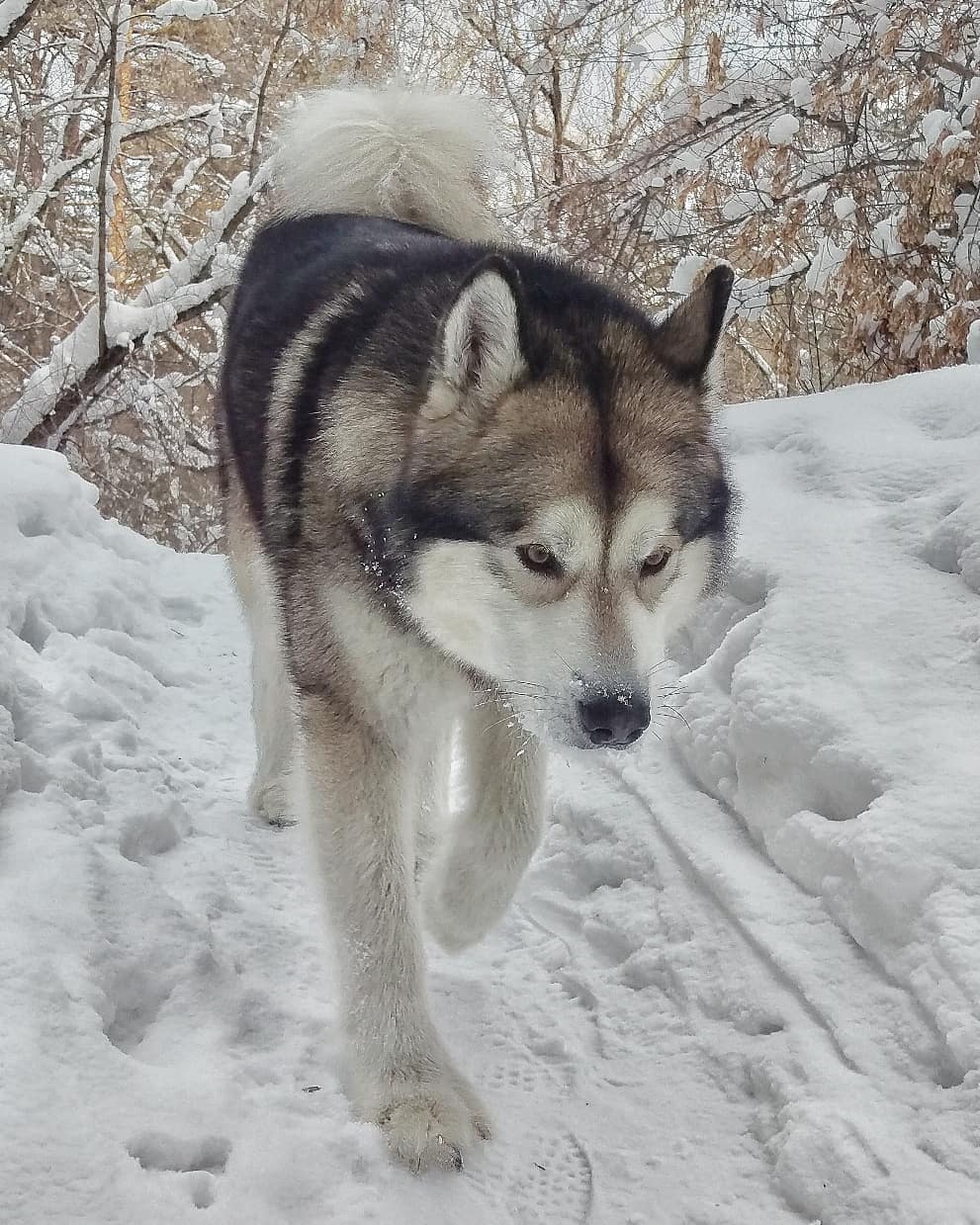 16 Cool Facts About Alaskan Malamute Dogs 10