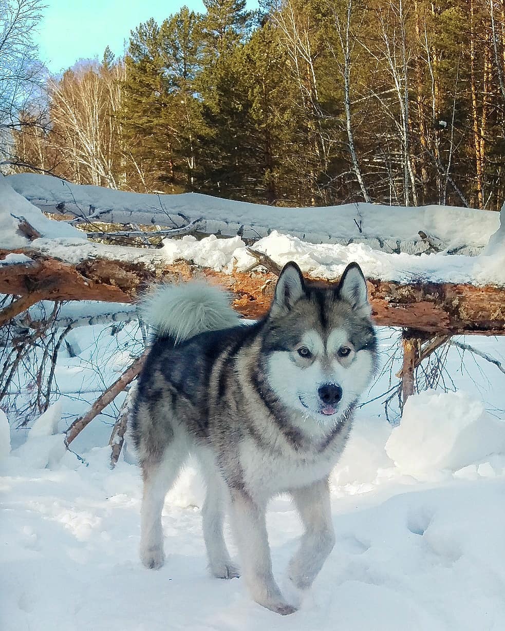 16 Cool Facts About Alaskan Malamute Dogs 11