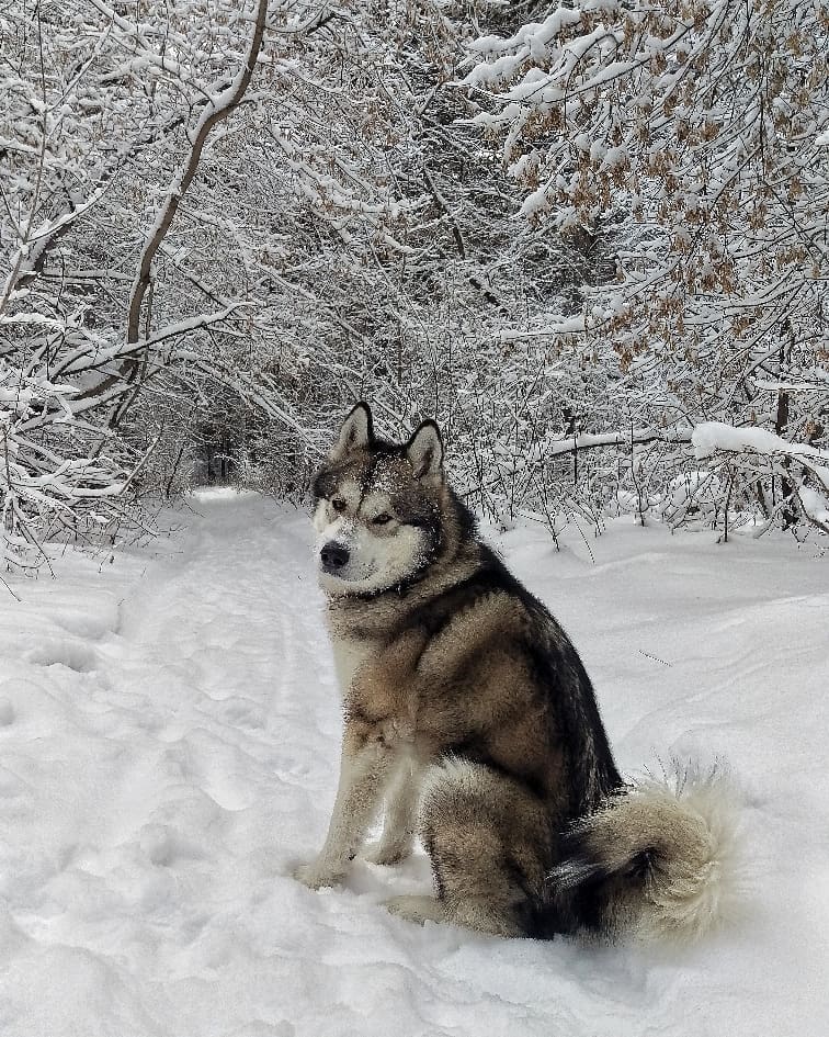 16 Cool Facts About Alaskan Malamute Dogs 9