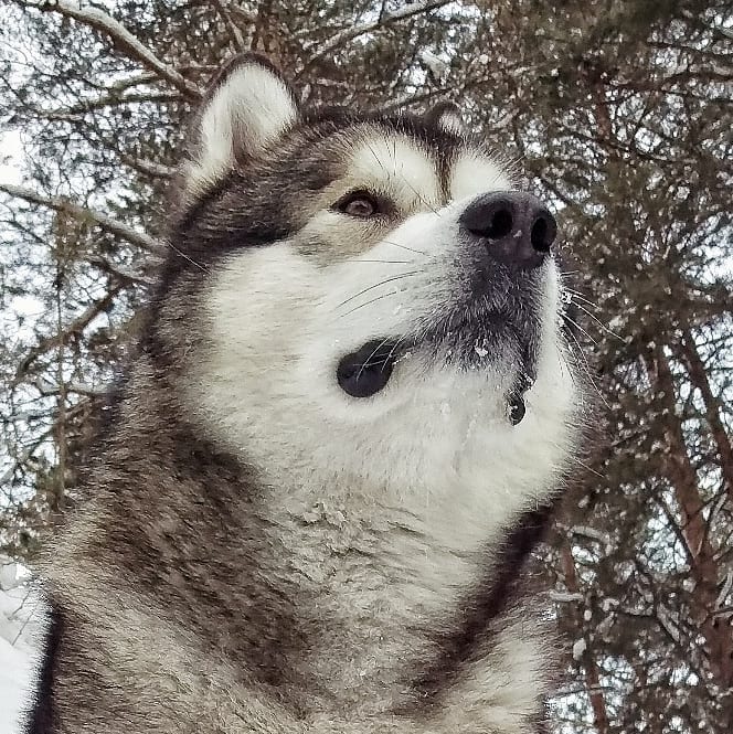 16 Cool Facts About Alaskan Malamute Dogs 10