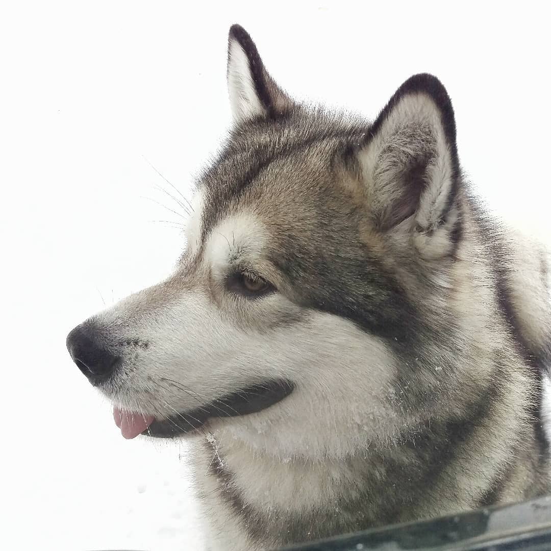 16 Cool Facts About Alaskan Malamute Dogs 11