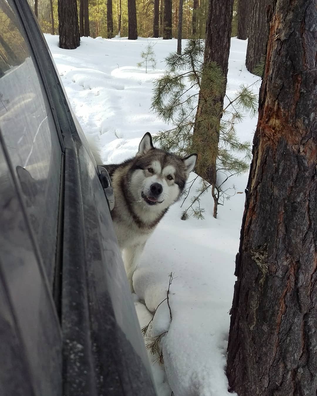 16 Cool Facts About Alaskan Malamute Dogs 5