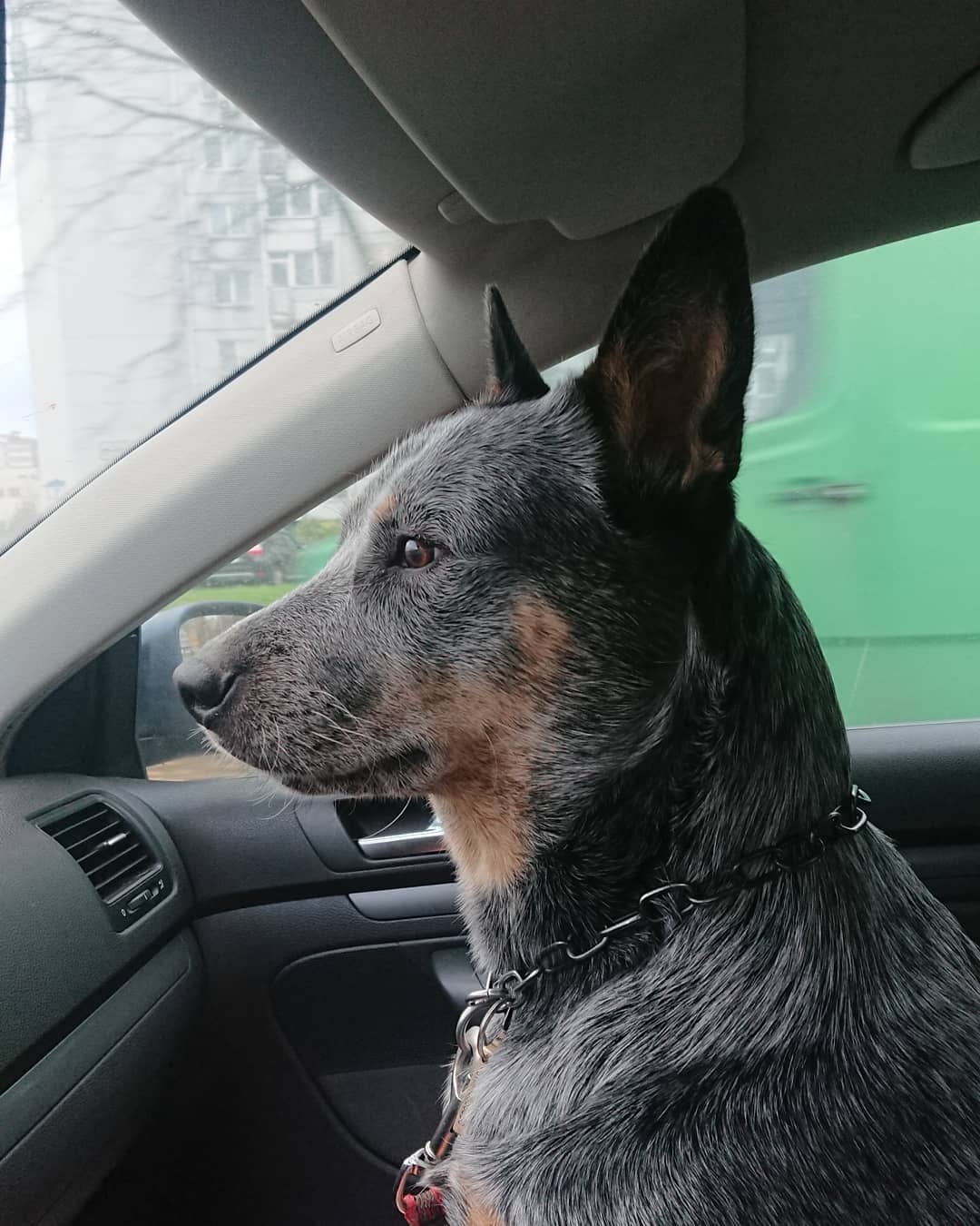 16 Cool Facts About Australian Cattle Dogs 10 16 Cool Facts About Australian Cattle Dogs 10