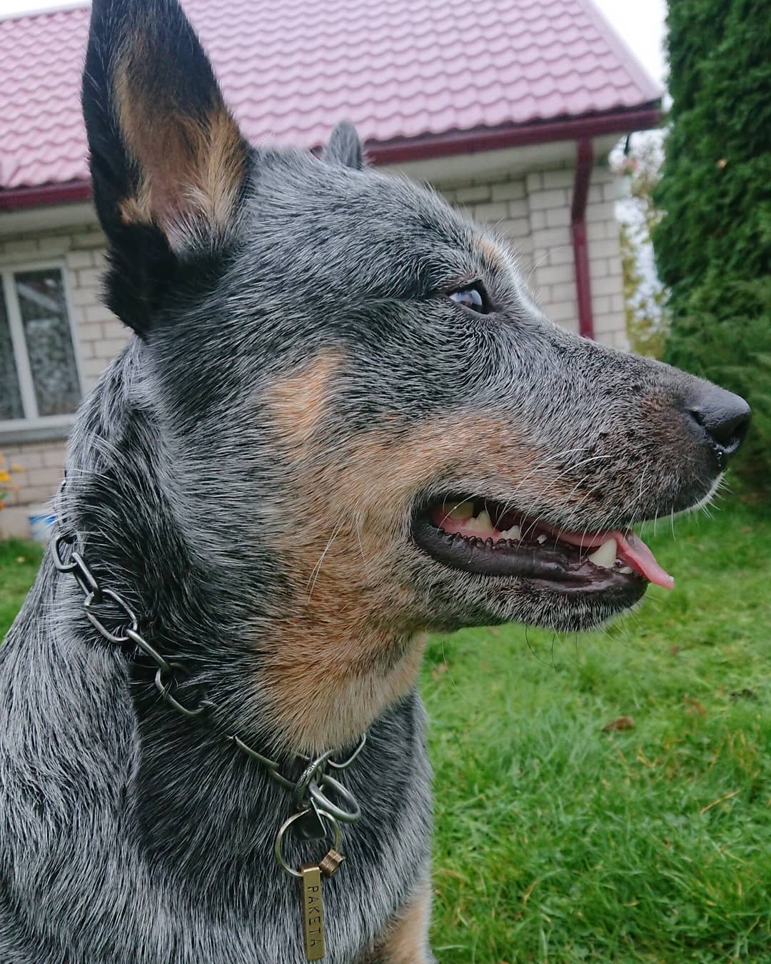 15 Interesting Facts About Australian Cattle Dogs 9 15 Interesting Facts About Australian Cattle Dogs 9
