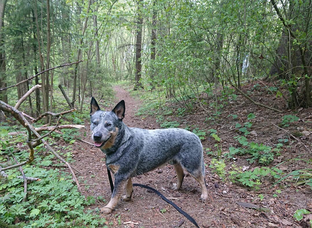 15 Interesting Facts About Australian Cattle Dogs 11 15 Interesting Facts About Australian Cattle Dogs 11