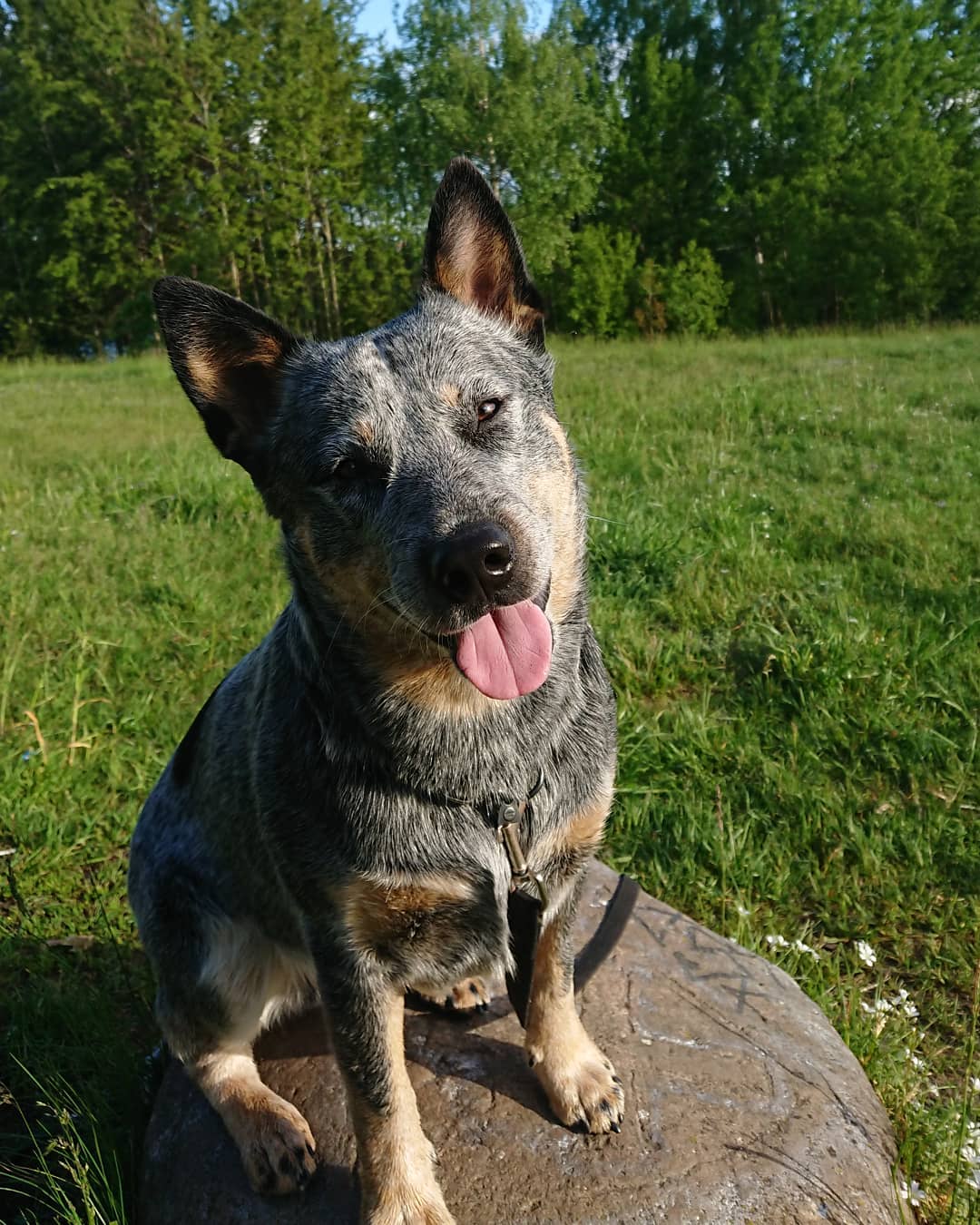 16 Cool Facts About Australian Cattle Dogs 9