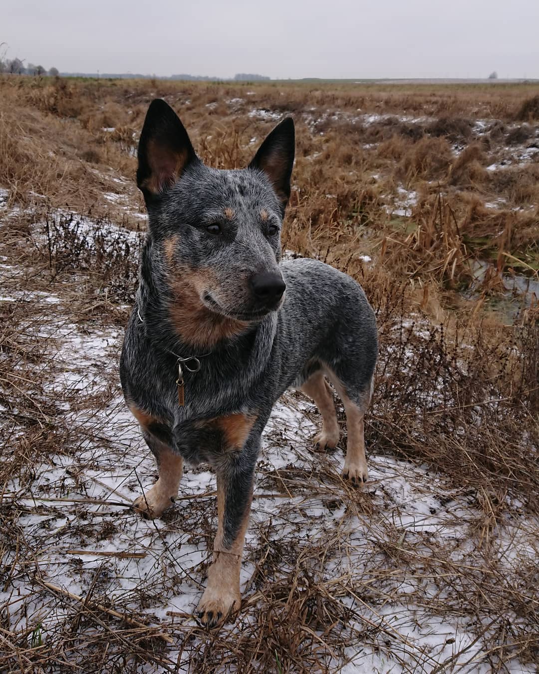 16 Cool Facts About Australian Cattle Dogs 11