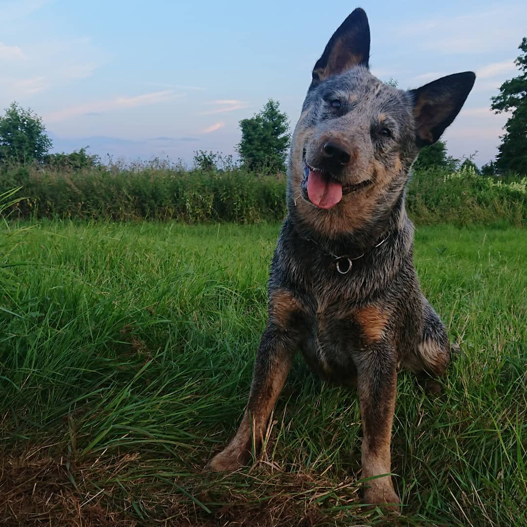 16 Cool Facts About Australian Cattle Dogs 9