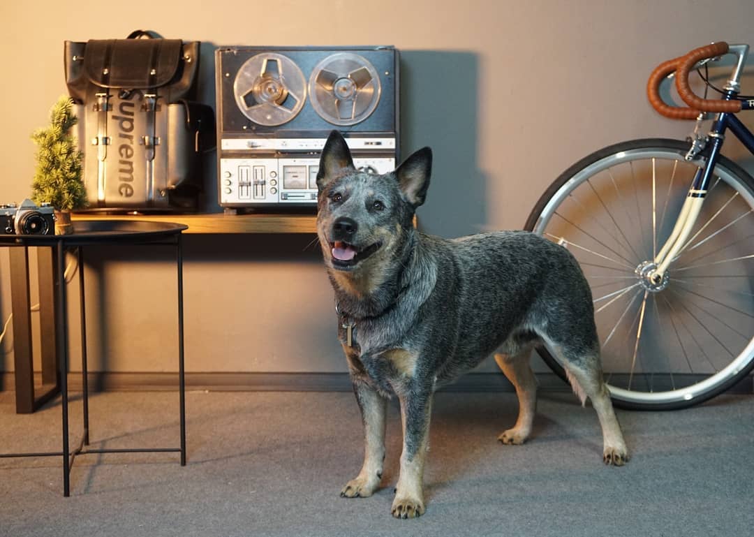 16 Cool Facts About Australian Cattle Dogs 10