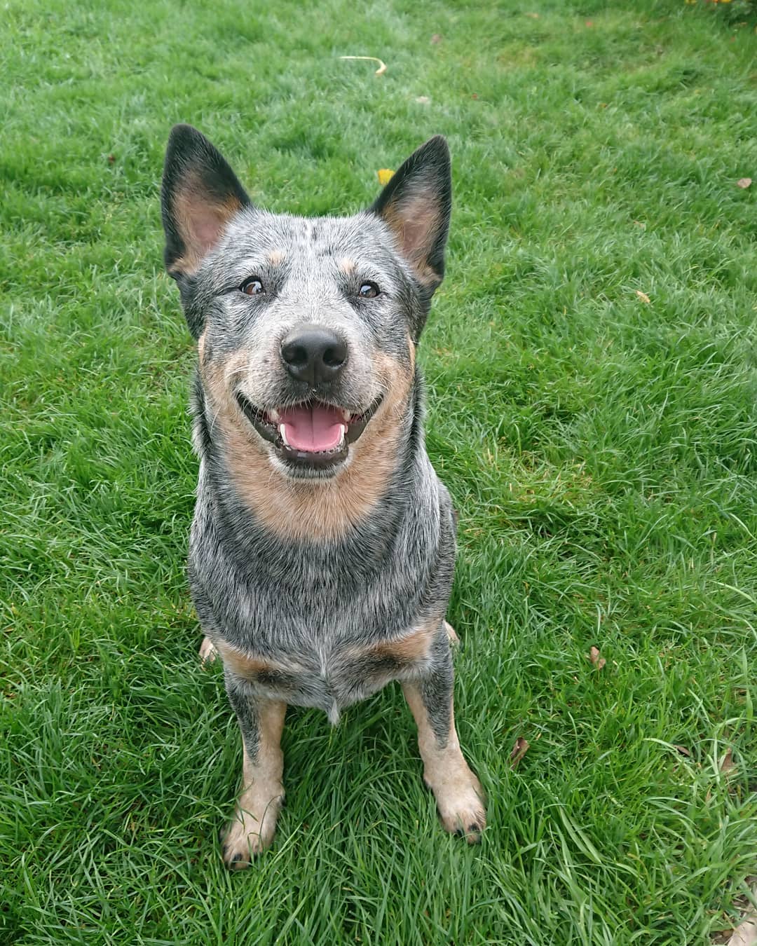 16 Cool Facts About Australian Cattle Dogs 11