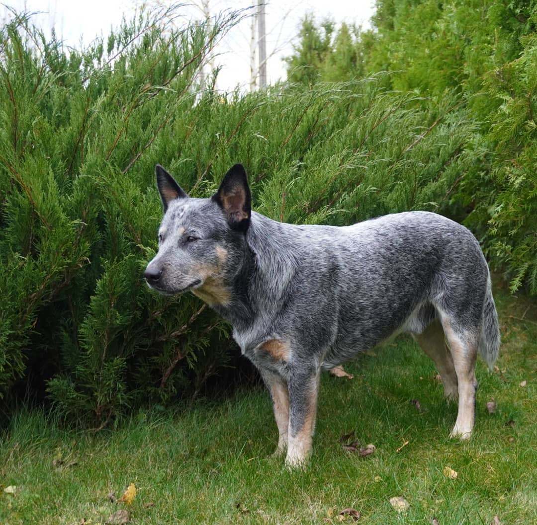 16 Cool Facts About Australian Cattle Dogs 9