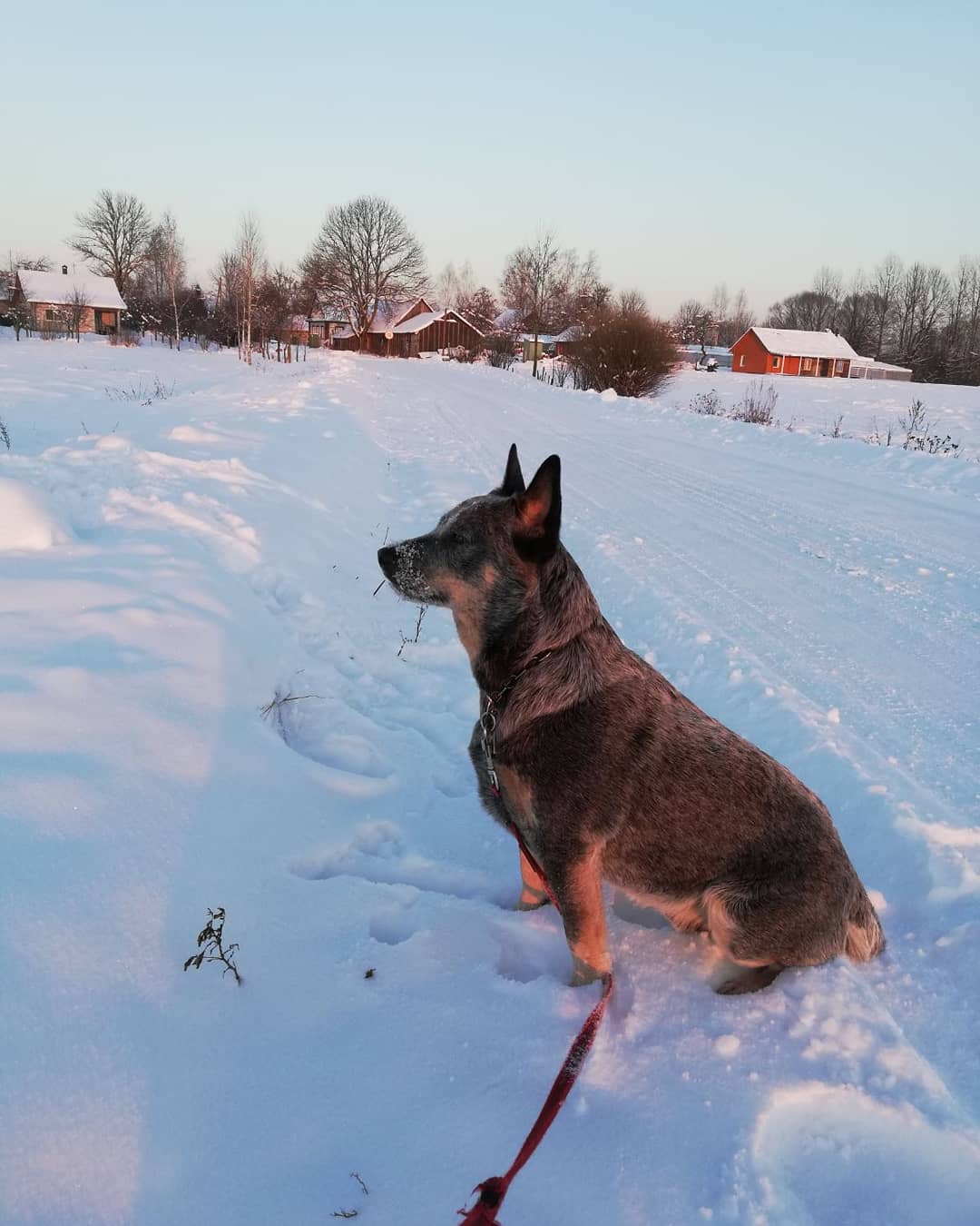 16 Cool Facts About Australian Cattle Dogs 11