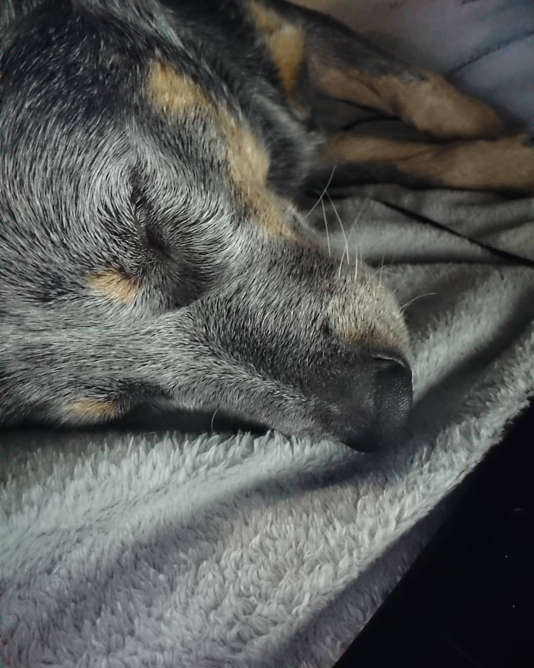 16 Cool Facts About Australian Cattle Dogs 9