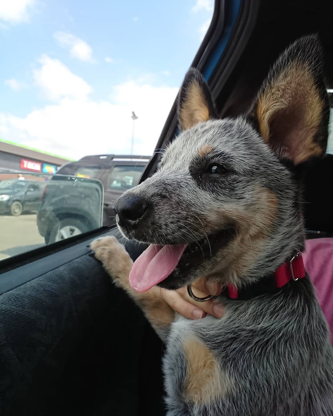 16 Cool Facts About Australian Cattle Dogs 10